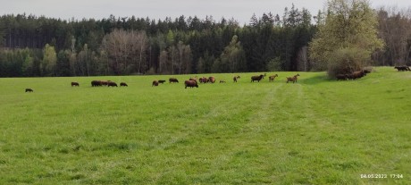 Stádo ovcí a koz