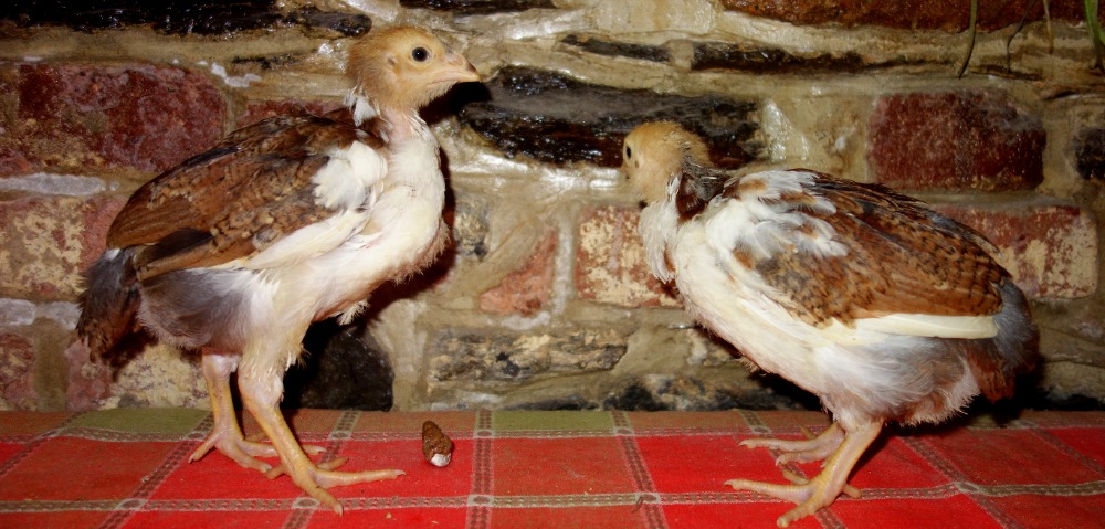 DSC05984-001