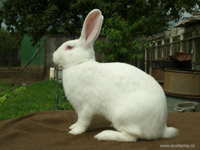 ca_fotogalerie_zoofarma-litice_ing.bukovsky_bc.bukovska_2.jpg