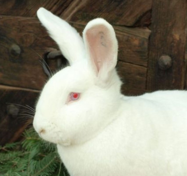 hlava-ca_fotogalerie_zoofarma-litice_ing.bukovsky_bc.bukovska.jpg